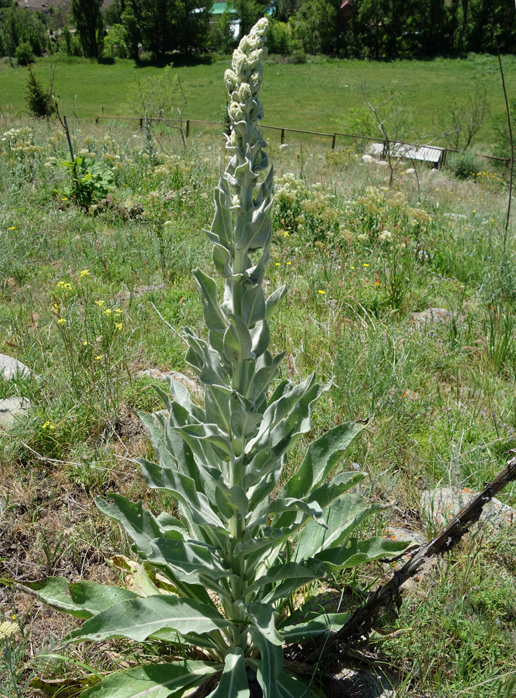 Изображение особи Verbascum songaricum.