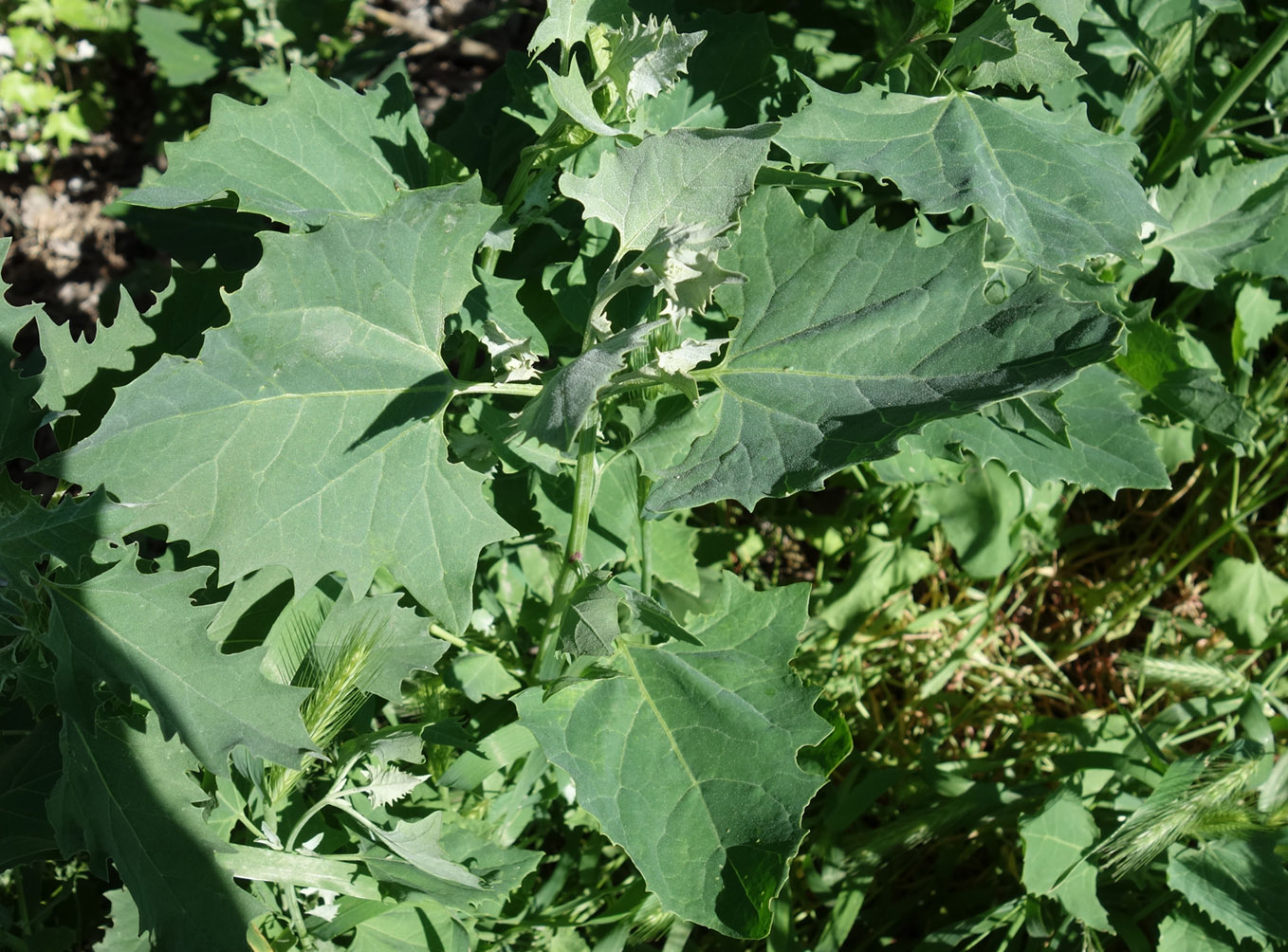 Image of genus Atriplex specimen.