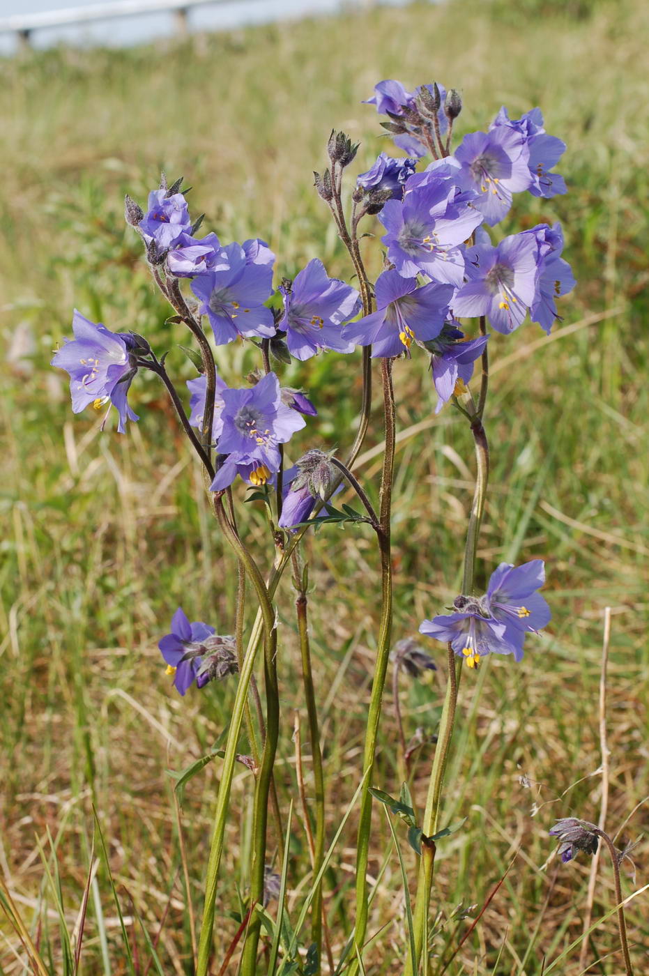 Image of Polemonium acutiflorum specimen.