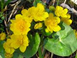 Caltha palustris