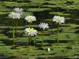 Nymphaea lotus