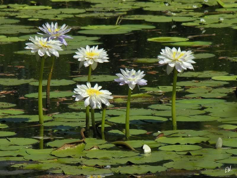 Изображение особи Nymphaea lotus.