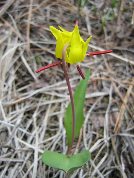 Image of Erythronium grandiflorum specimen.