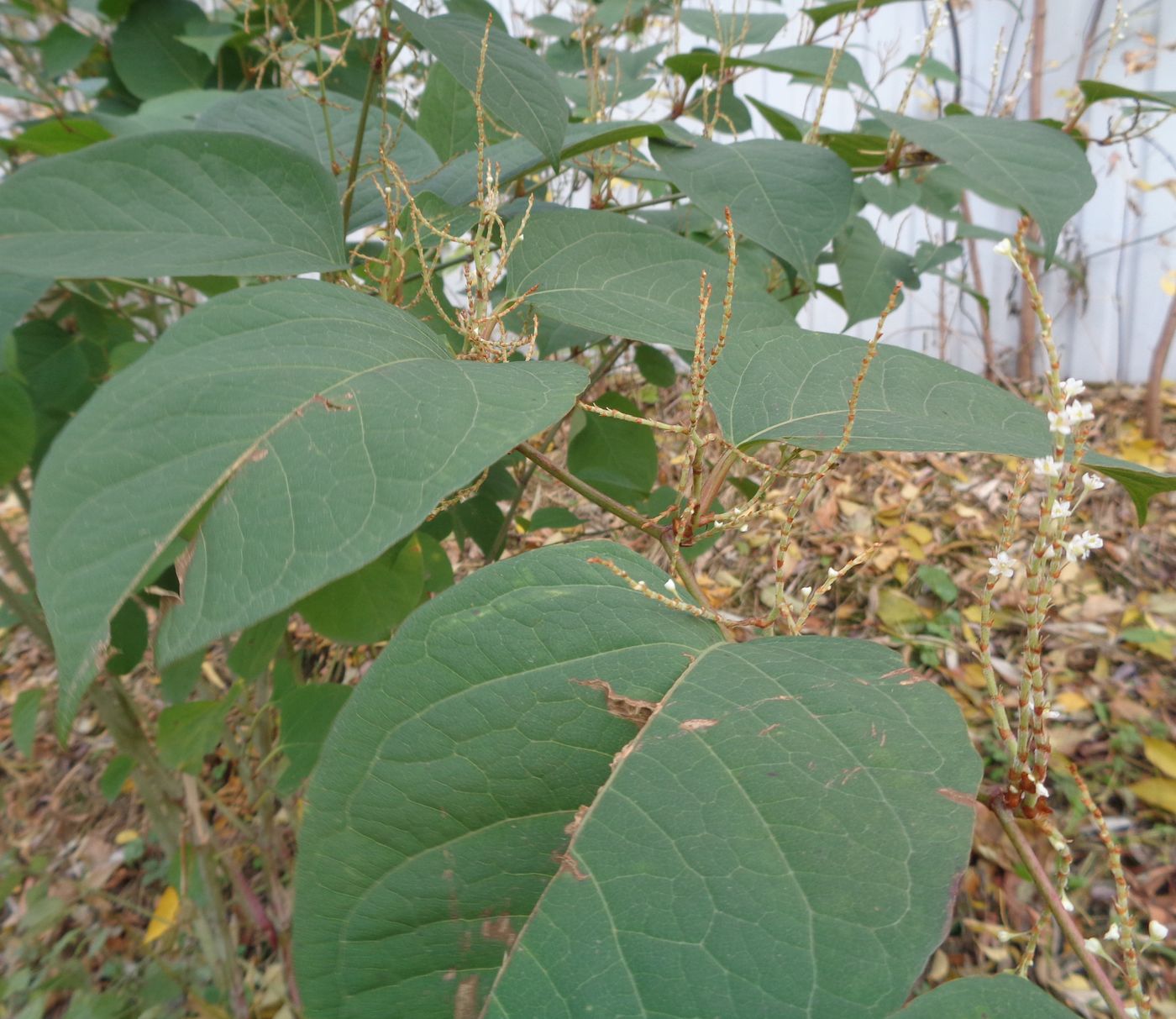 Image of Reynoutria japonica specimen.