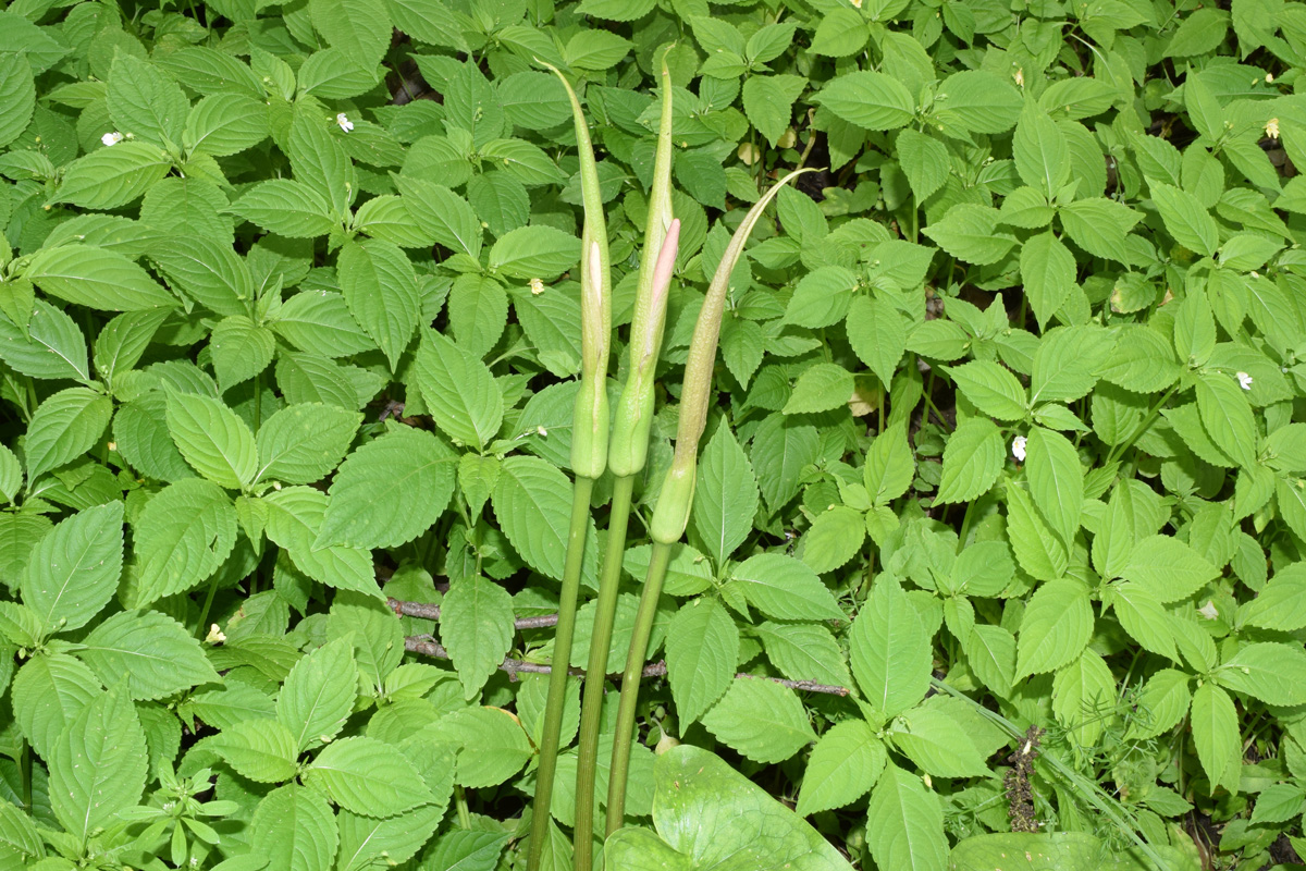 Image of Arum korolkowii specimen.