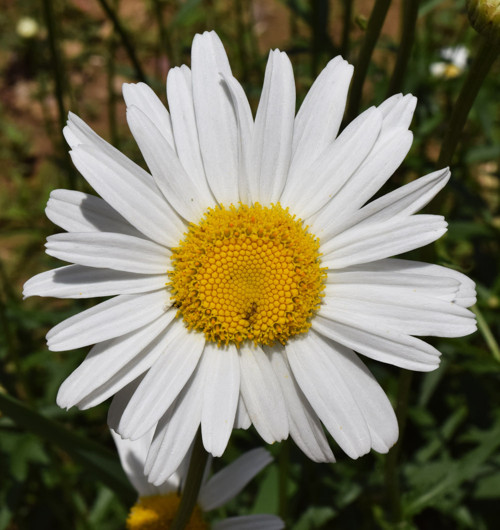 Изображение особи Leucanthemum maximum.