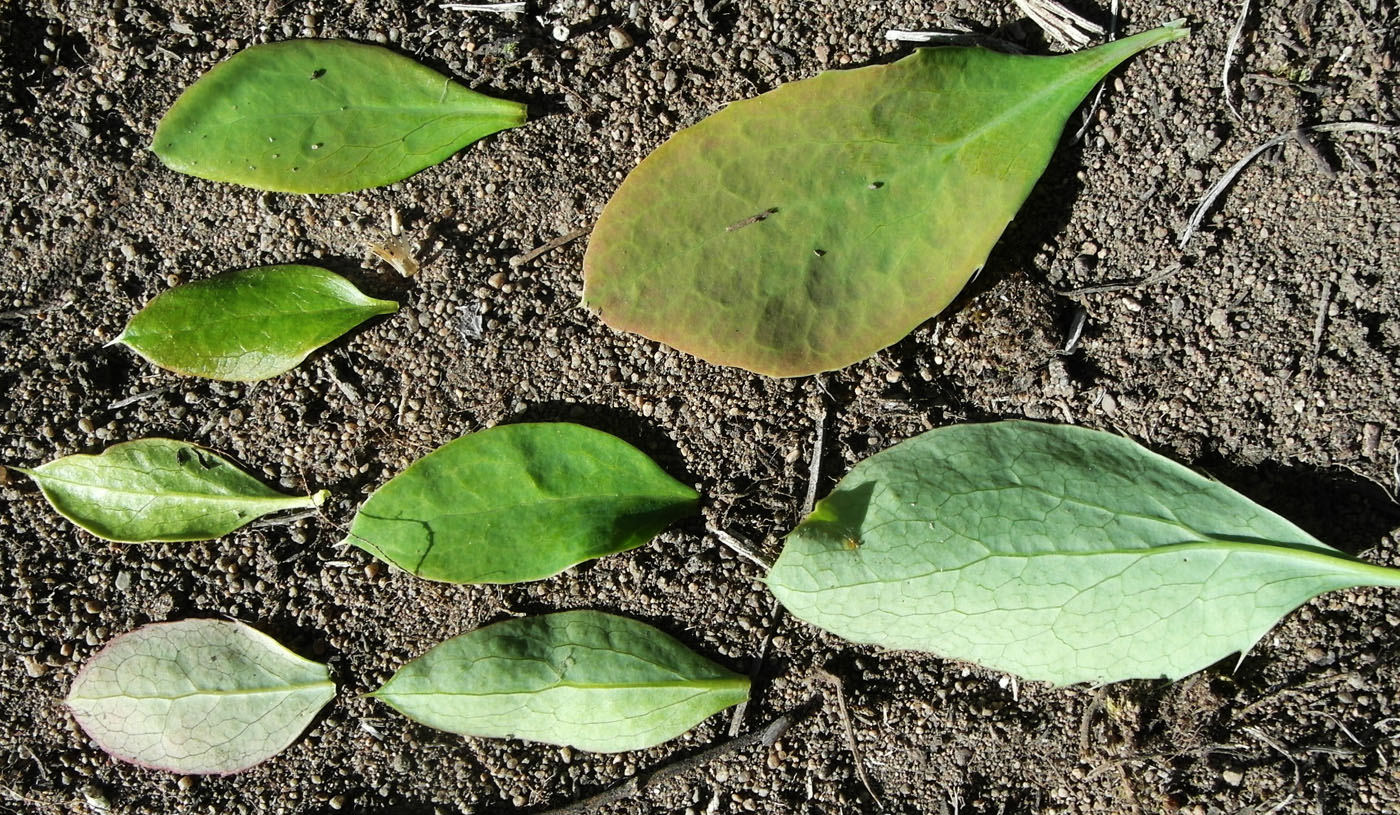 Image of Berberis sphaerocarpa specimen.