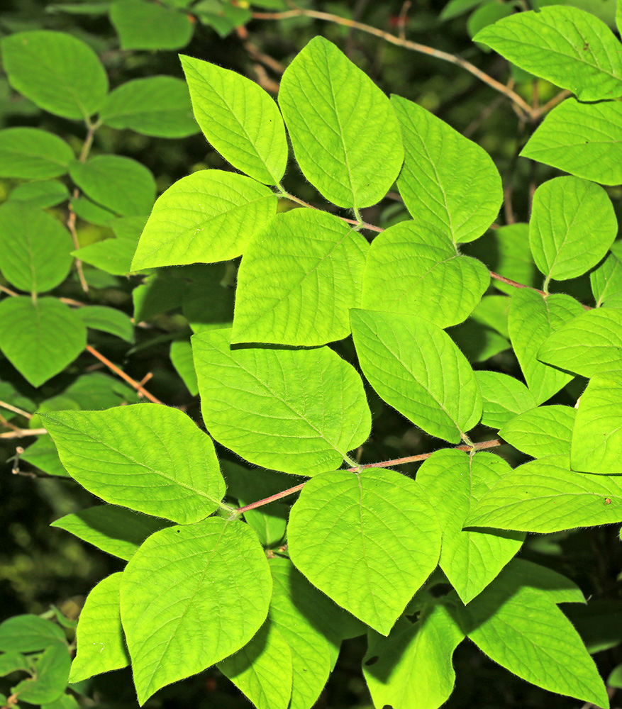 Image of Lonicera praeflorens specimen.