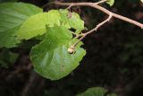 Corylus avellana. Фрагмент ветви с незрелым плодом и листьями. Калужская обл., Боровский р-н, окр. Чёлоховского ручья, смешанный лес (Betula, Corylus avellana и Picea abies). 8 июня 2020 г.