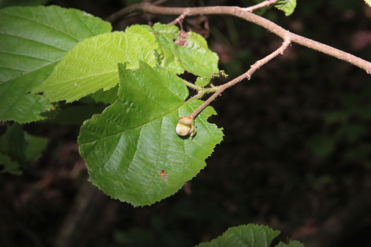 Image of Corylus avellana specimen.