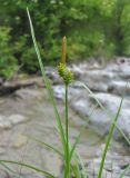 Carex diluta