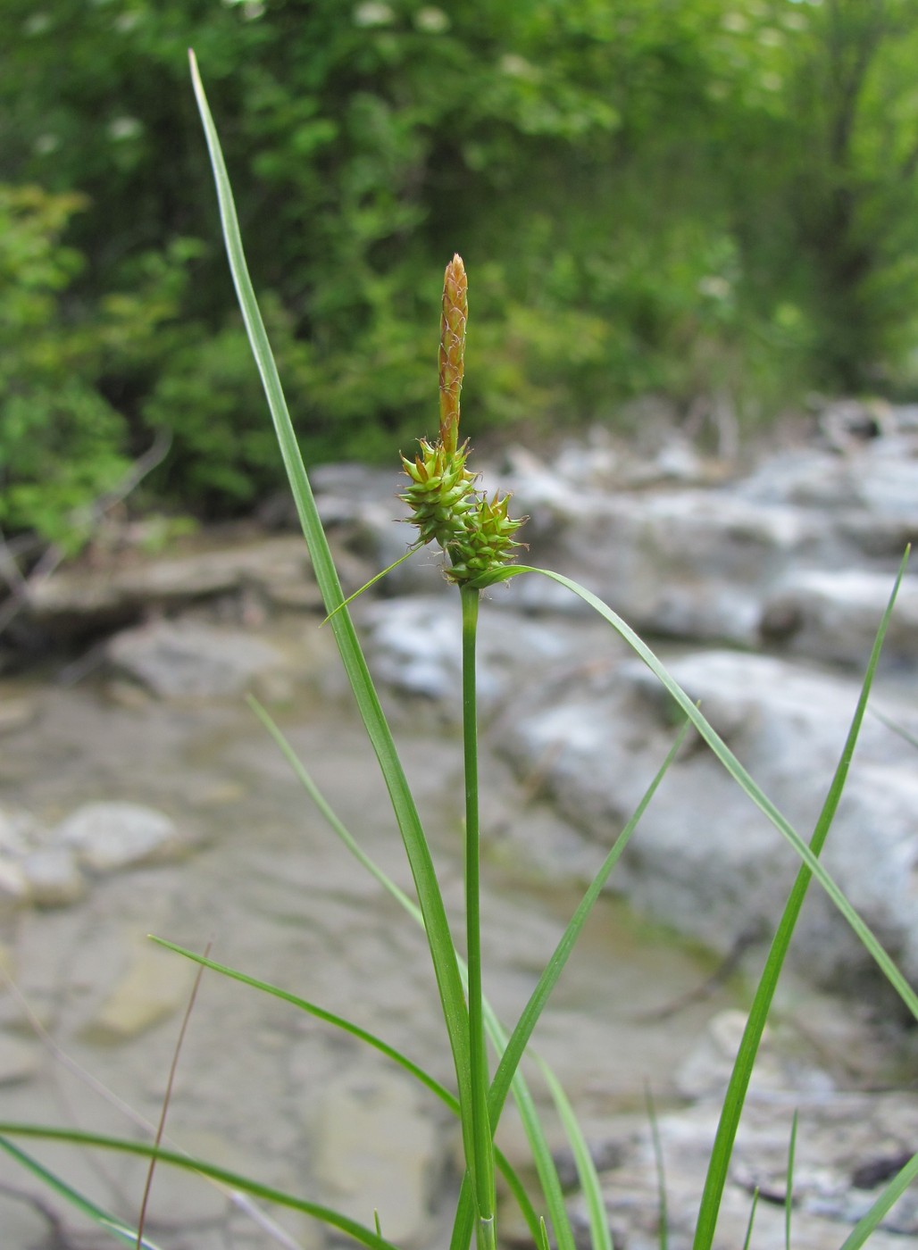 Изображение особи Carex diluta.