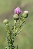 Cirsium alatum