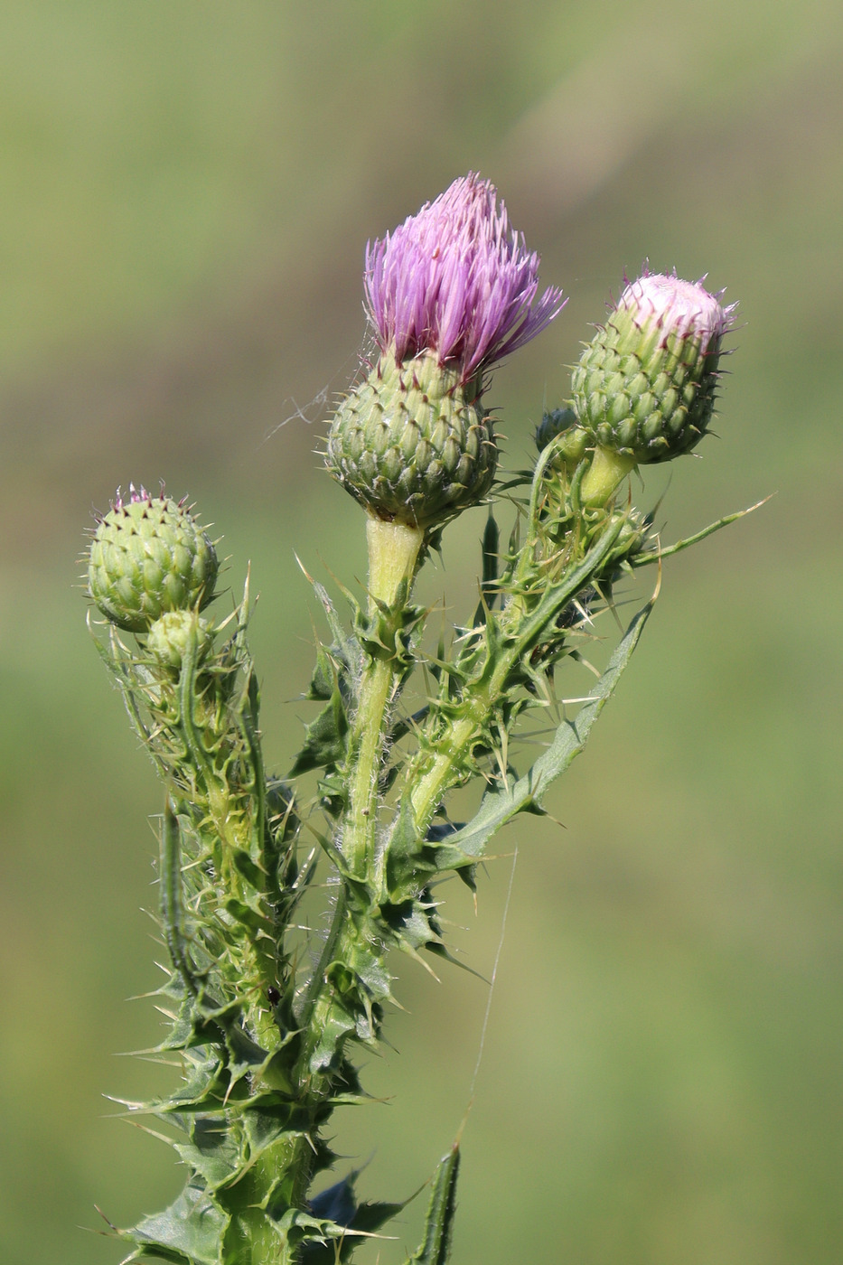 Изображение особи Cirsium alatum.