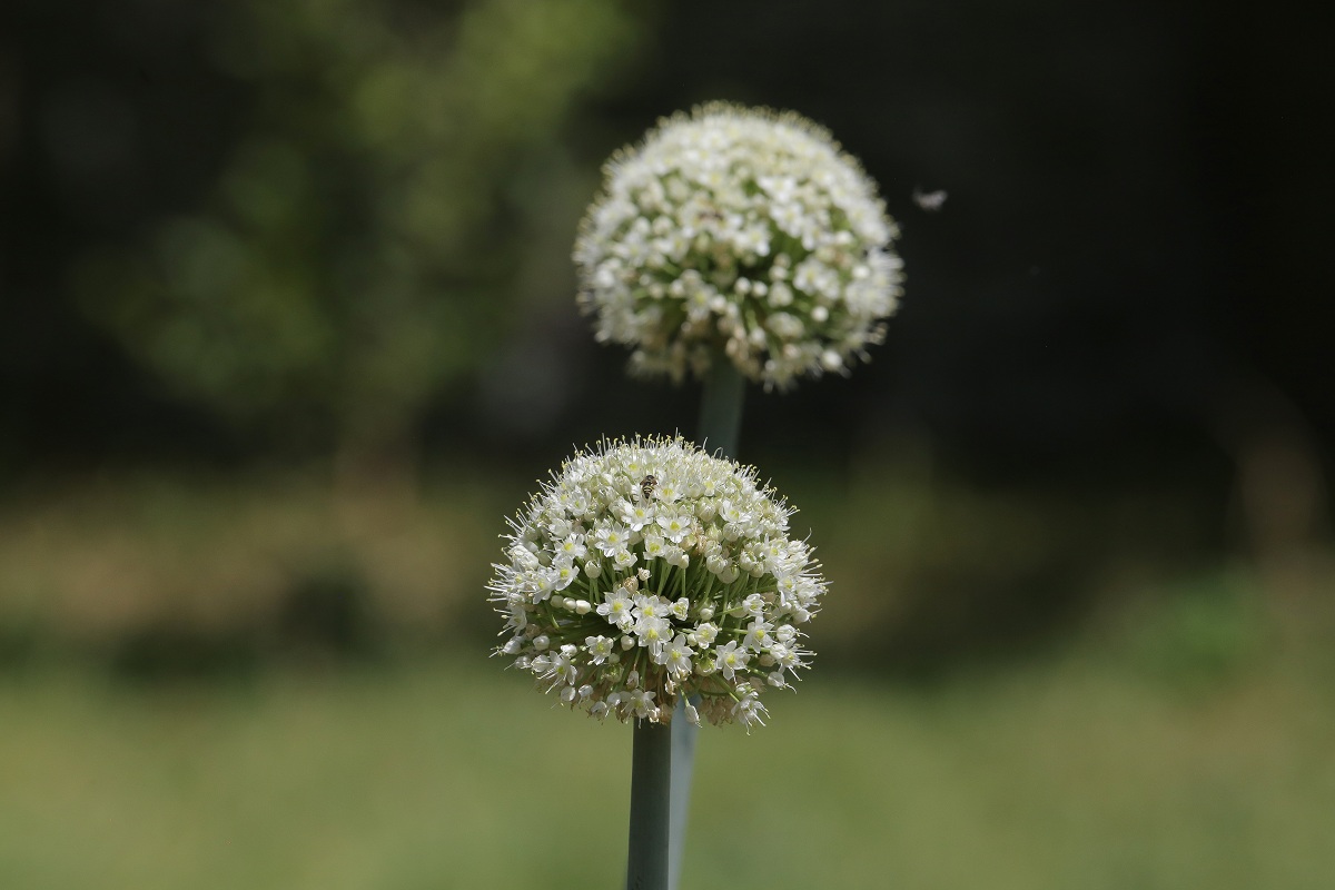 Image of Allium pskemense specimen.