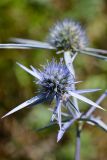 Eryngium caeruleum. Верхушка растения с соцветием. Краснодарский край, Лазаревский р-н, окр. с. Ордынка, 160 м н.у.м., поляна. 18.07.2020.