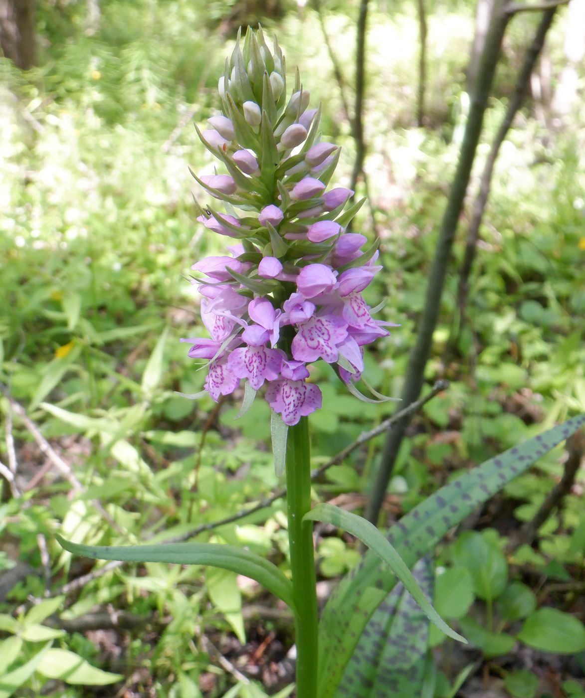 Image of Dactylorhiza baltica specimen.