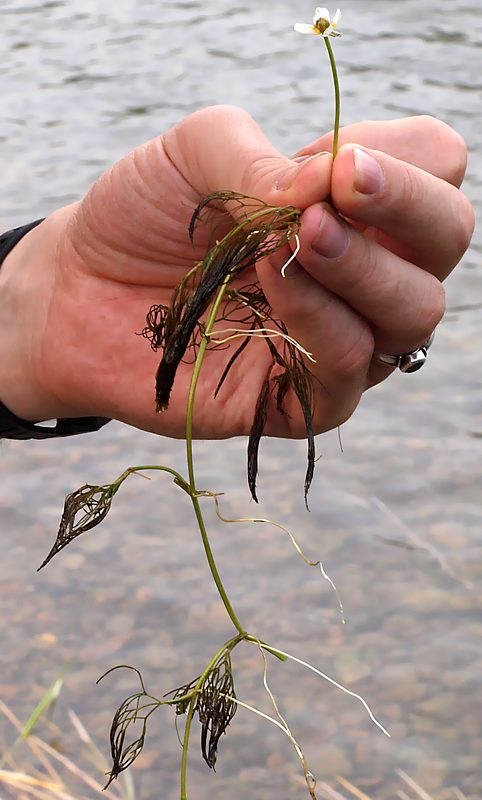 Image of genus Batrachium specimen.