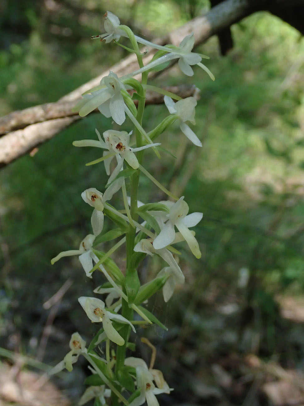 Image of Platanthera bifolia specimen.