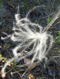 genus Stipa
