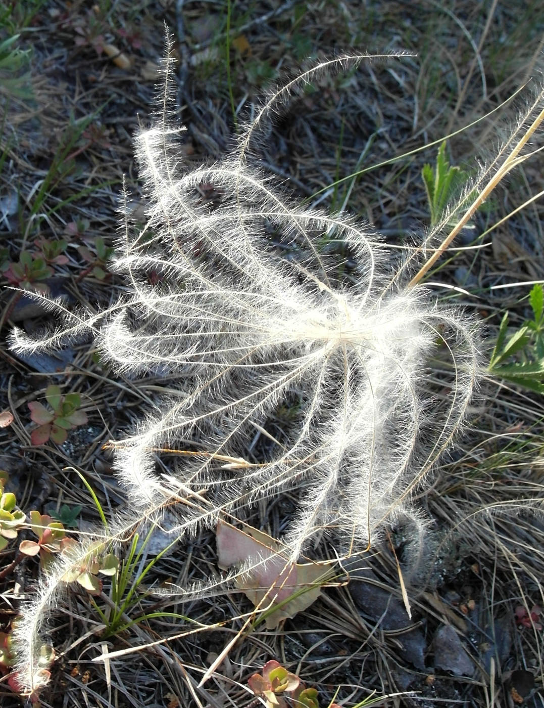 Image of genus Stipa specimen.