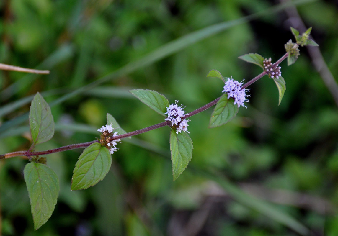 Image of Mentha arvensis specimen.