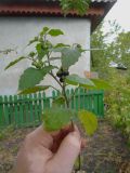 Solanum nigrum