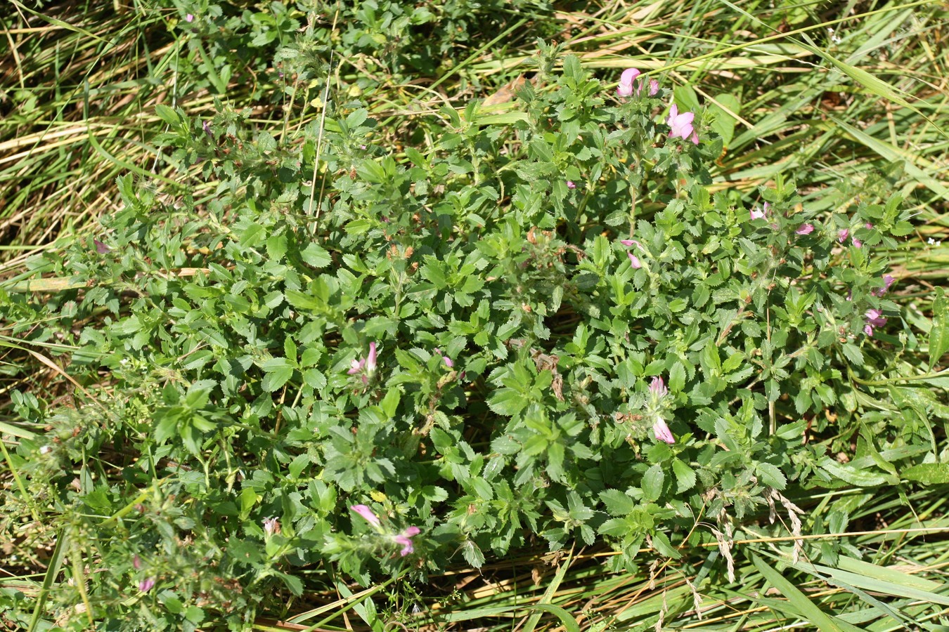 Image of Ononis arvensis specimen.