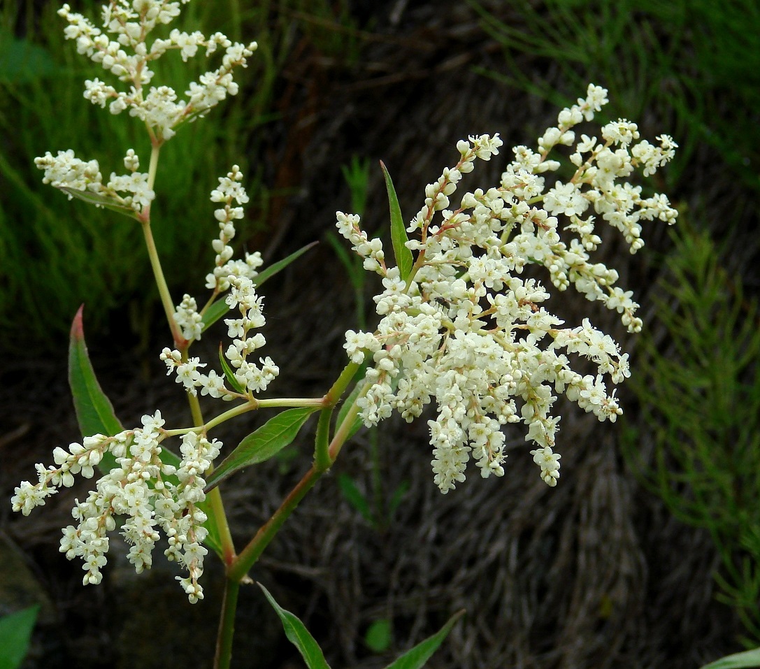 Изображение особи Aconogonon alpinum.