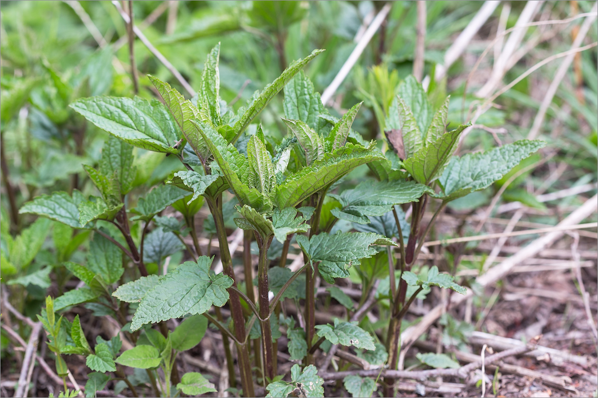 Image of Scrophularia nodosa specimen.