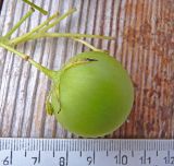 View full-size image Solanum tuberosum
