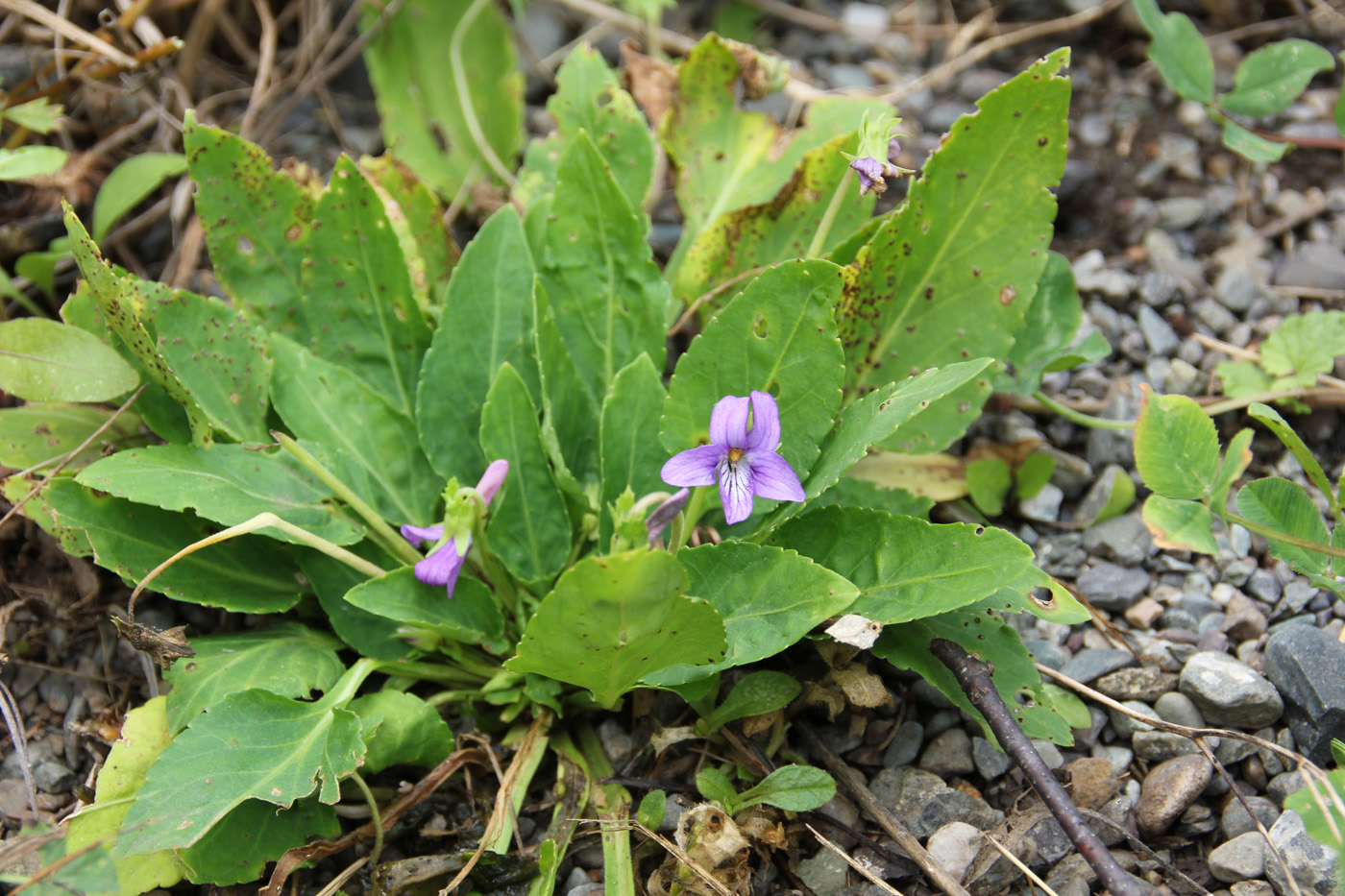 Изображение особи Viola irinae.