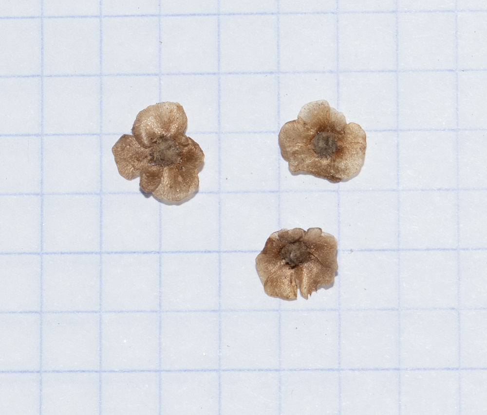 Image of genus Salsola specimen.
