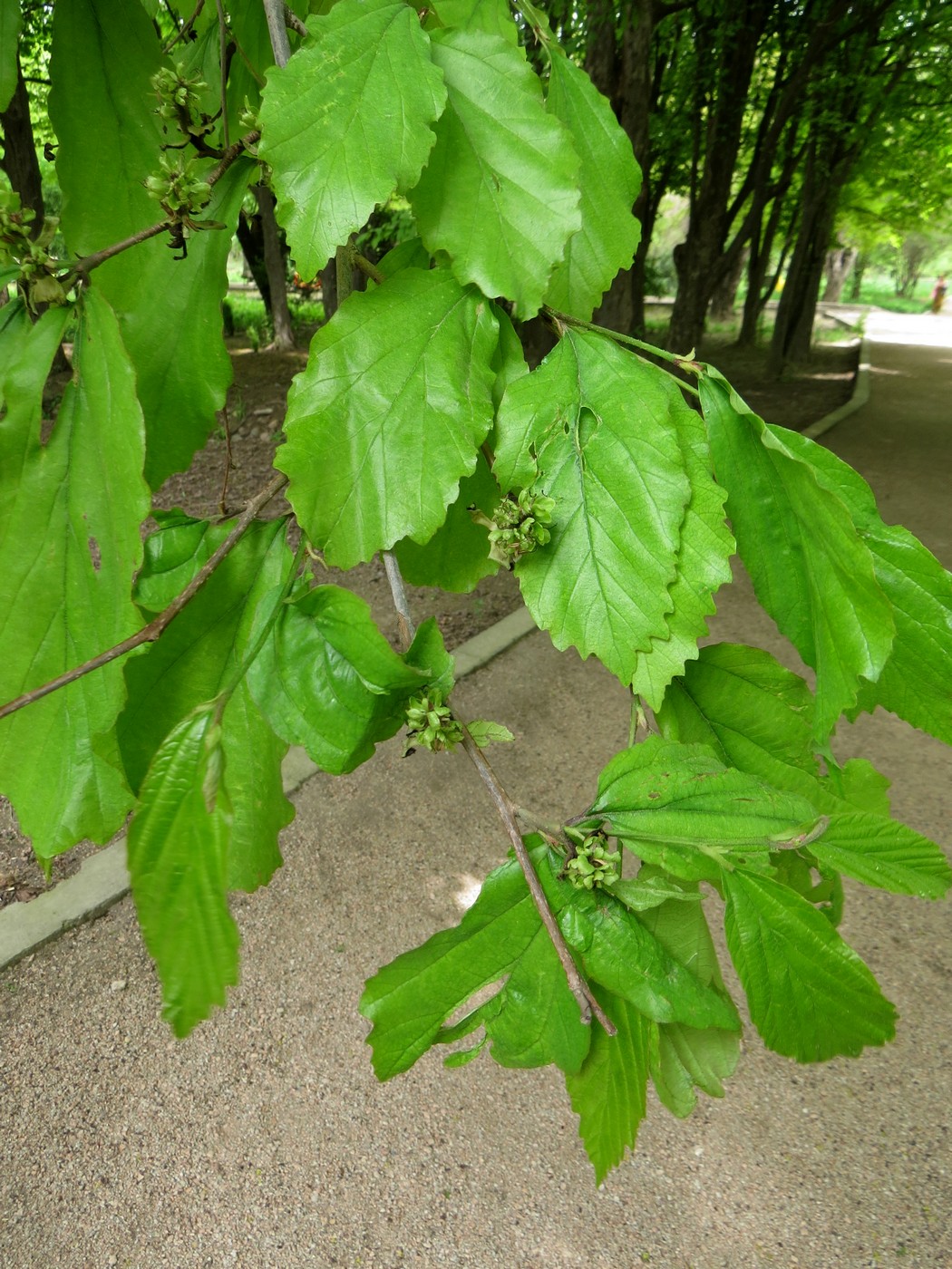 Image of Parrotia persica specimen.