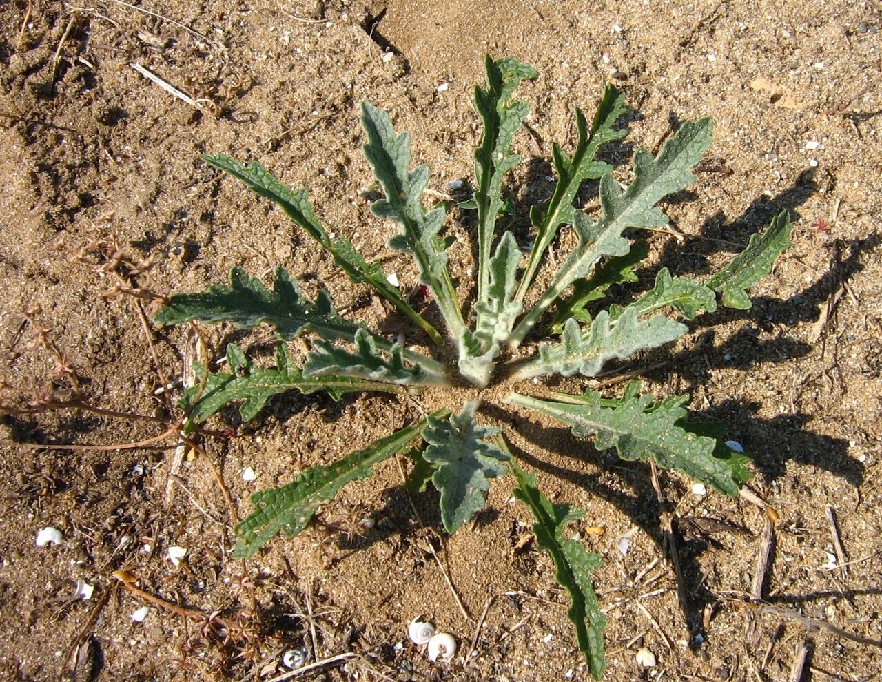 Image of Verbascum purpureum specimen.