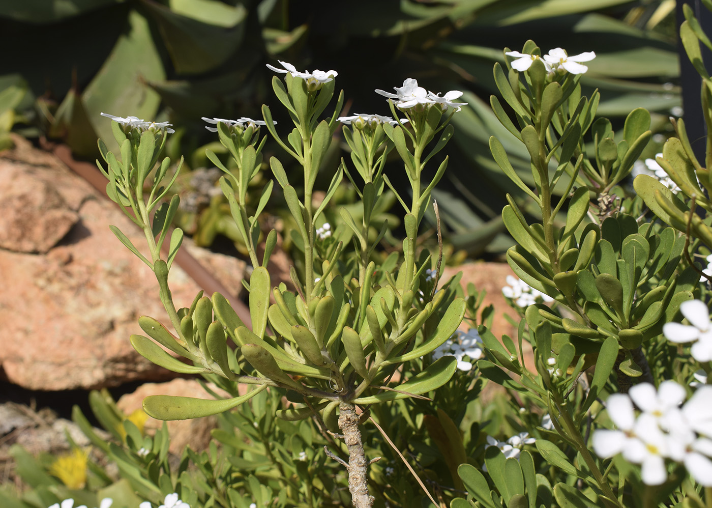 Изображение особи Iberis semperflorens.