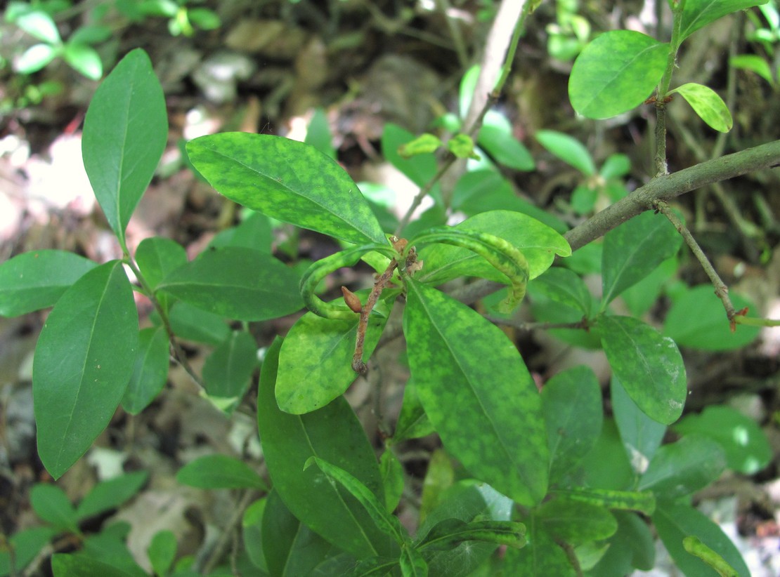 Image of Ligustrum vulgare specimen.