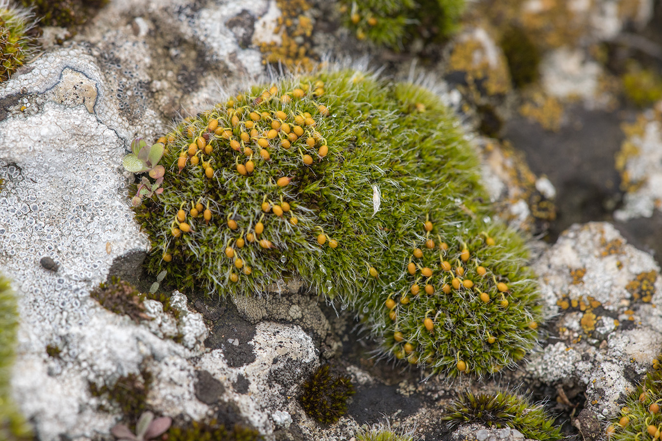 Изображение особи Grimmia pulvinata.