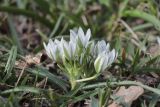 Ornithogalum fimbriatum. Цветущее растение. Южный берег Крыма, гора Аюдаг, скальнодубовый лес. 18.04.2021.