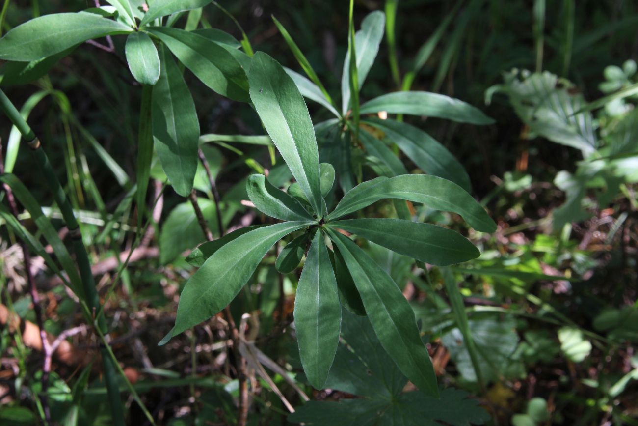 Image of Daphne mezereum specimen.