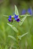 Aegonychon purpureocaeruleum. Верхушка цветущего растения. Краснодарский край, м/о г. Новороссийск, южный склон Маркотхского хребта, заросли грабинника. 02.05.2021.