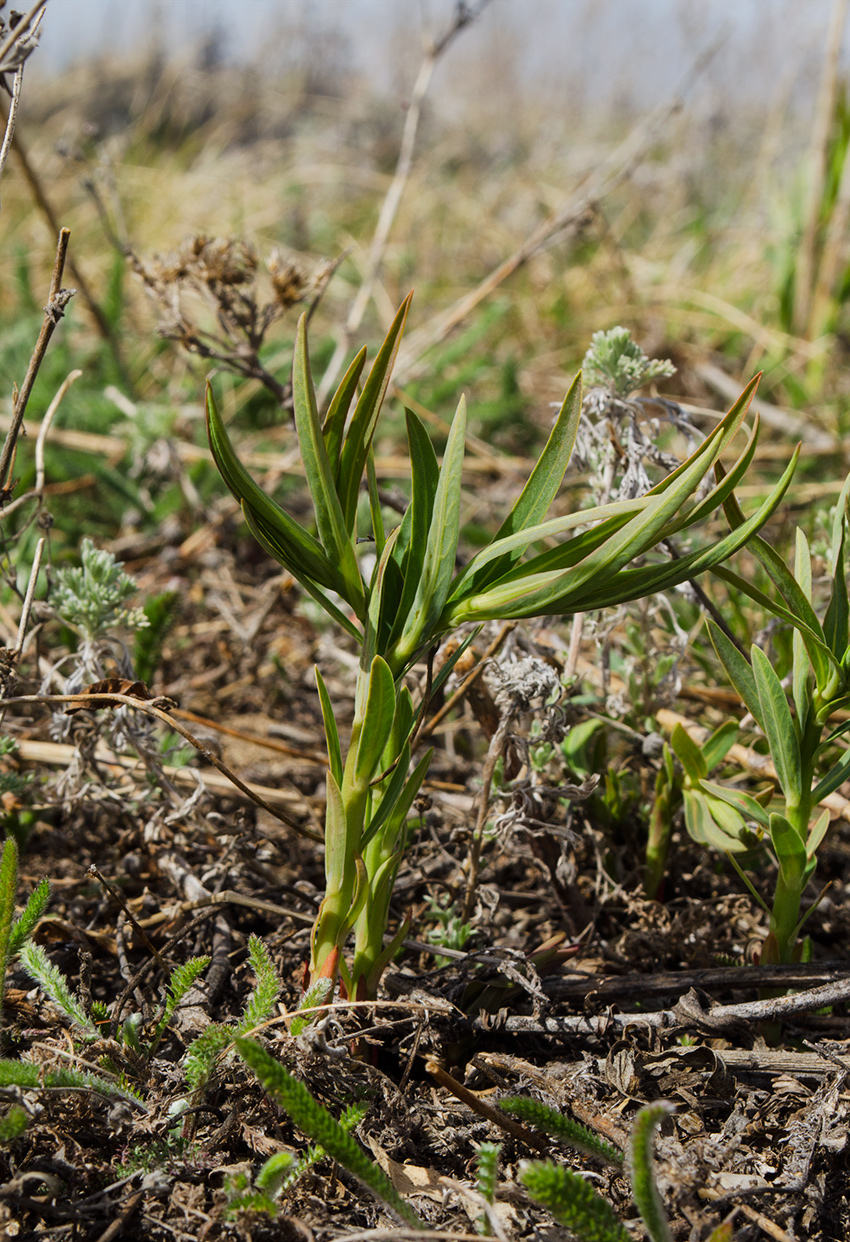 Image of genus Euphorbia specimen.