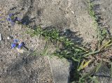 Anchusa velenovskyi