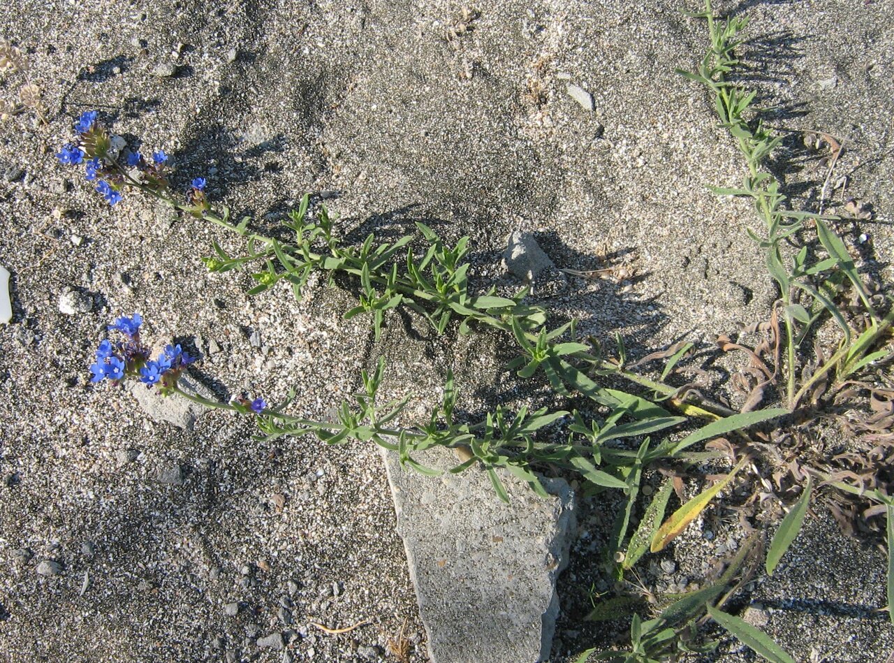 Image of Anchusa velenovskyi specimen.