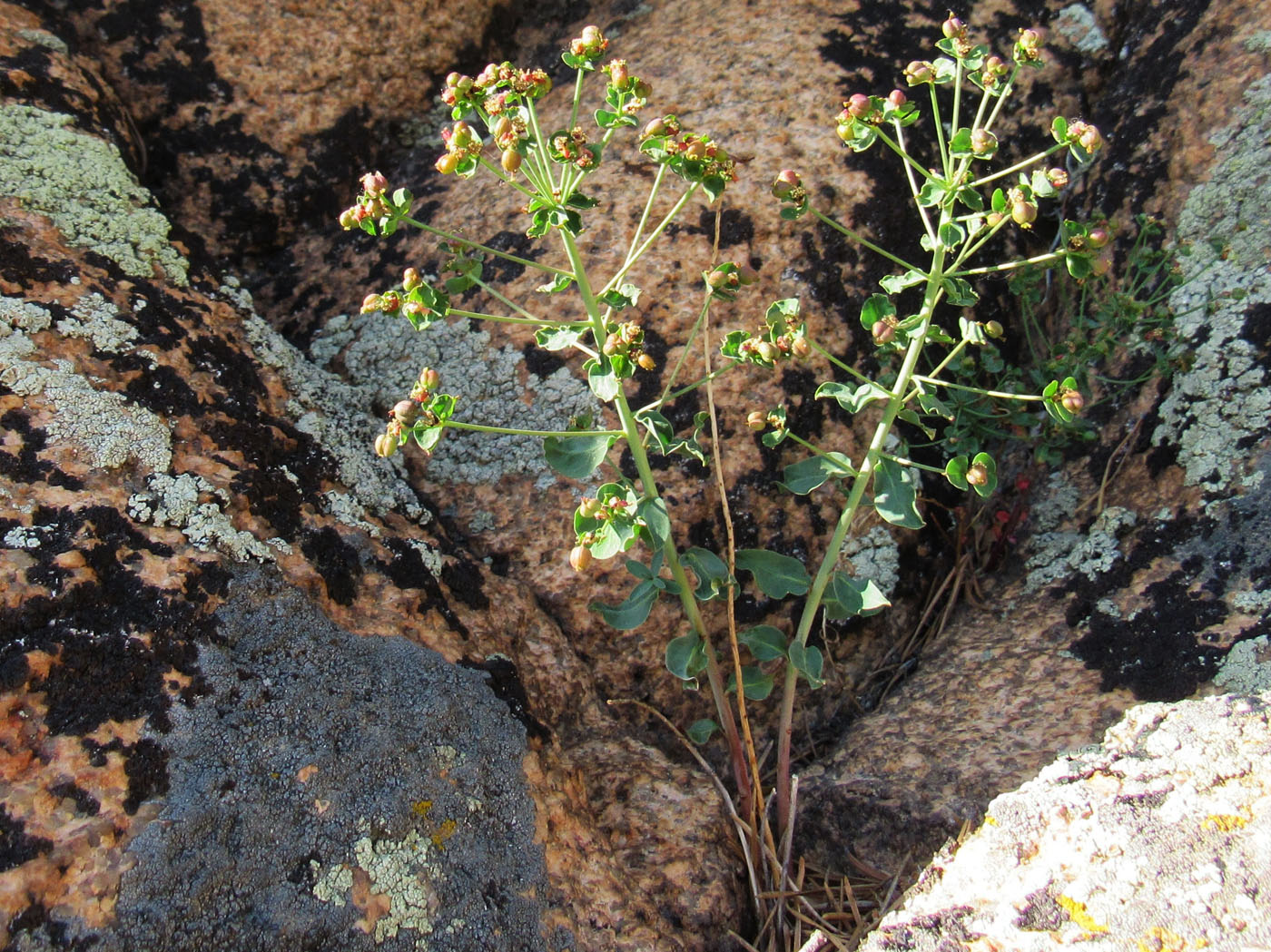 Изображение особи Euphorbia deltobracteata.