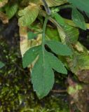 Calceolaria tripartita