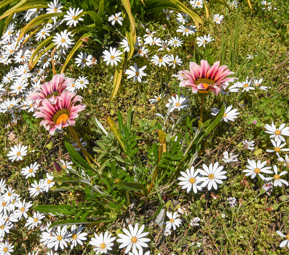 Image of Gazania &times; hybrida specimen.