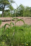 Rumex crispus