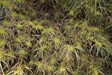 Searsia lancea