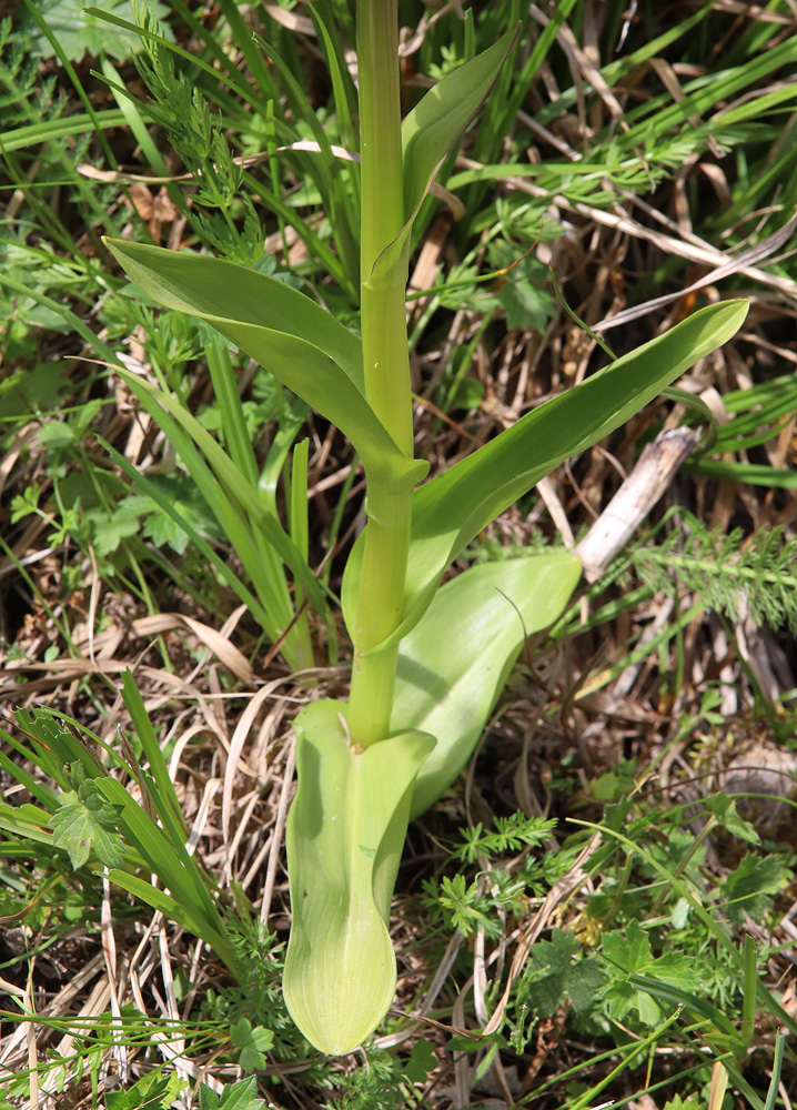 Image of Dactylorhiza incarnata specimen.